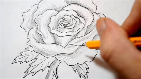 How to Draw a Rose - Quick Sketch - YouTube