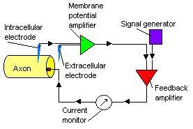 Voltage clamp - wikidoc