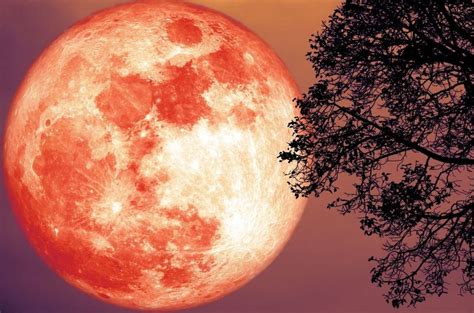 Super Flower Blood Moon lunar eclipse of 2022 from SA! Here's how to ...