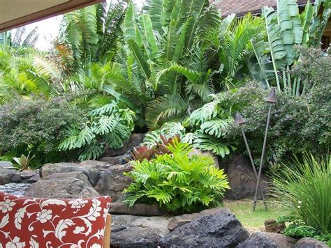 Tropical Plants Full Sun - DIY