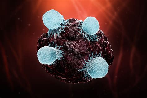 The Function of CD8+ Cytotoxic T Cells | Nanotein Technologies