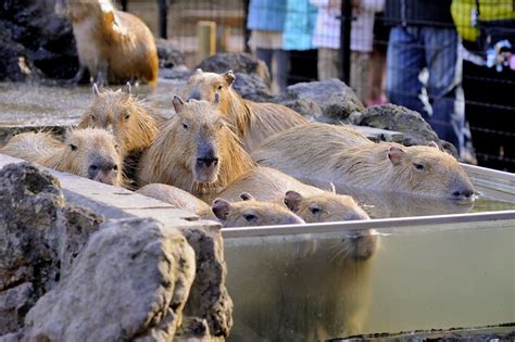 Four Seasons in Japan: capybaras taking yuzu-bath