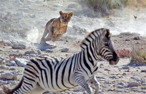 www.sunsafaris.com #Lion #Hunting #wildlife #zebra African Lion, African Wildlife, African ...