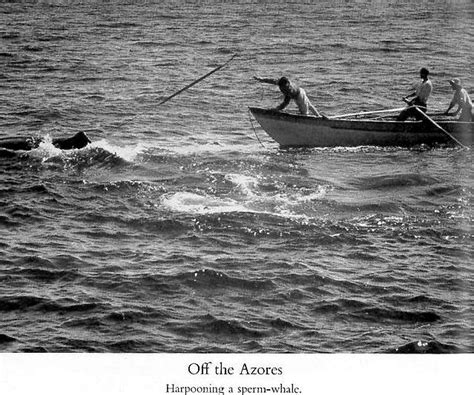 Azores whaler harpooning a sperm whale