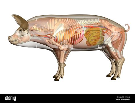 pig anatomy organs transparent body Stock Photo - Alamy