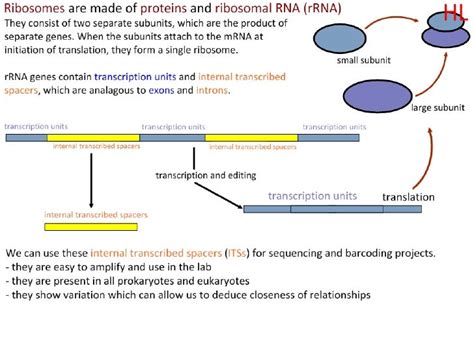 DNA Barcoding Workshop