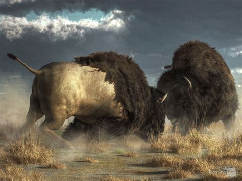 Bison Fight by Daniel Eskridge - TurningArt