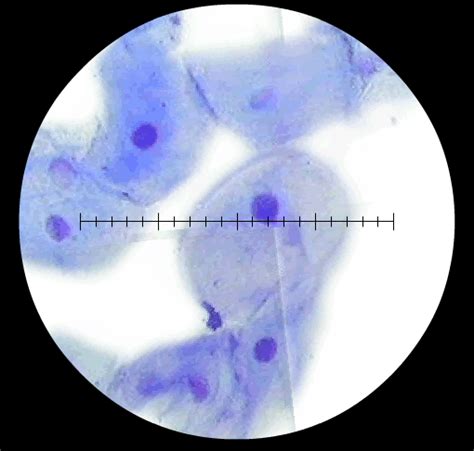 Jaime's Human Biology Blog: THE MICROSCOPE, CELLS, AND ORGANELLES LAB