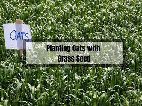 Planting Oats with Grass Seed: A Guide to Successful Co-Planting - Gardening Flow