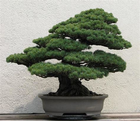 Miniature Evergreens | Bonsai Trees | The Flower Spot