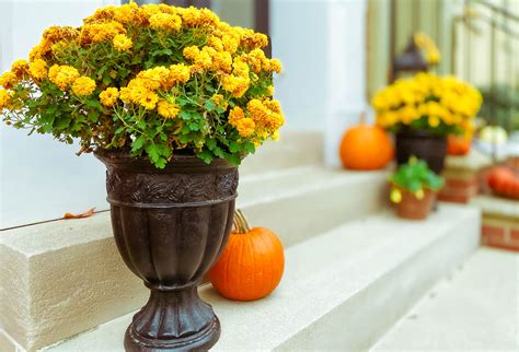 7 festive ways to decorate with mums for fall | Real Homes