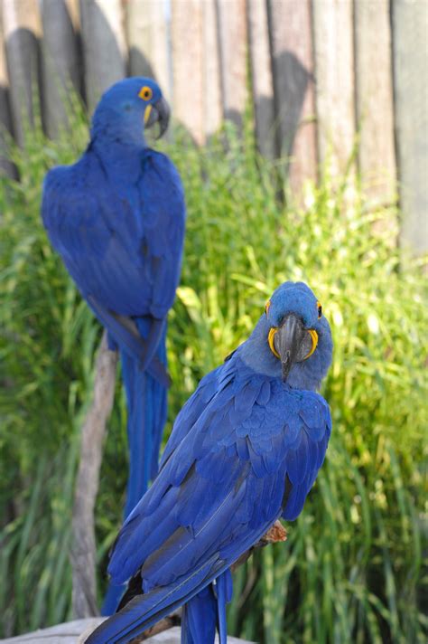 Hyacinth Macaw - Cougar Mountain Zoo