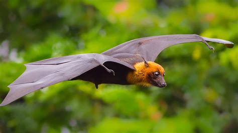 Bat FAQ: Interesting and Fun Facts About Bats