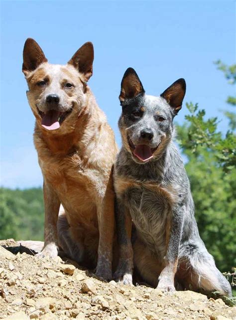 Blue Heeler Images - Australian Cattle Dogs