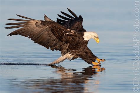 Bald Eagle Fishing — Nature Photography Blog