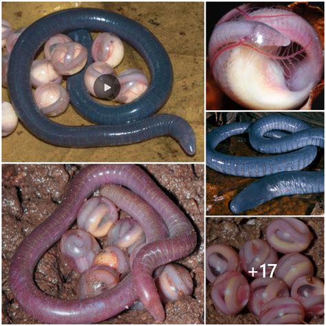 The appearance of snakes with strange shapes in nature surprised researchers - amazingtoday.net