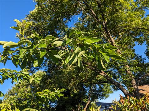 Cherry tree leaf curl : r/plantclinic