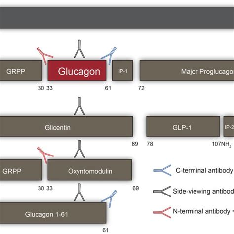 (PDF) Glucagon Receptor Signaling and Glucagon Resistance