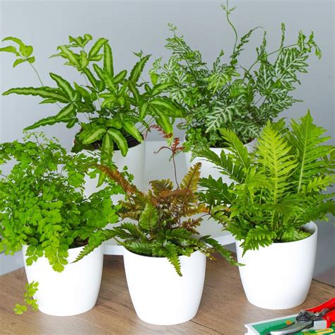 Fern Houseplant Collection - 3 Plants for Sale | Free UK Delivery