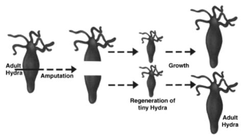 Regeneration In Animals