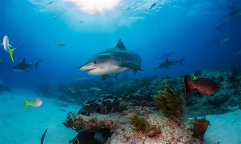 Enter the 2017 Marine Wildlife and Seascape Photo Contest! - Ocean ...