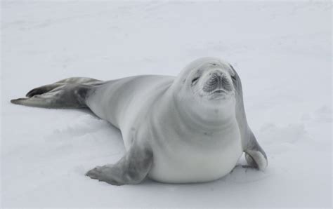 Crabeater Seal – "OCEAN TREASURES" Memorial Library