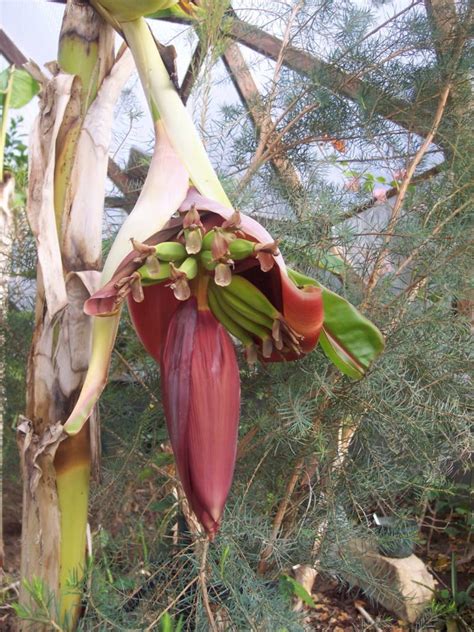 Organic Pest Control in a Greenhouse - Growing Spaces