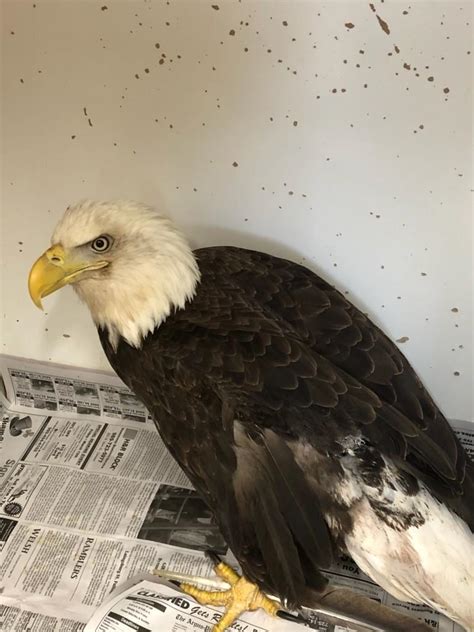 Bald Eagle Patient | Town & Country Animal Hospital