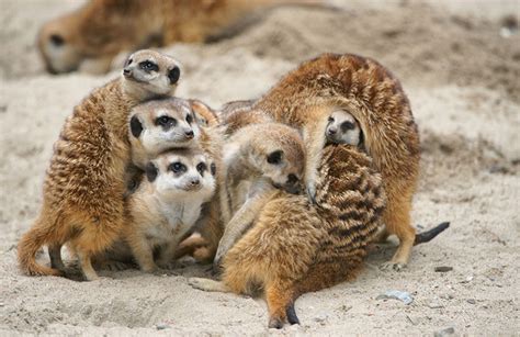 Novosibirsk Zoo | Hidden Siberia