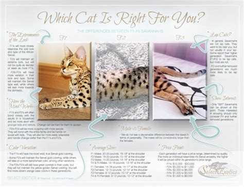 Savannah Cat Breeders and Exotic Cats For Sale | Savannah Cat Breed