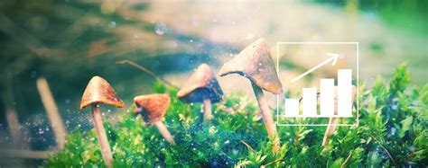 How To Grow Magic Mushrooms Outdoors - Zamnesia Blog