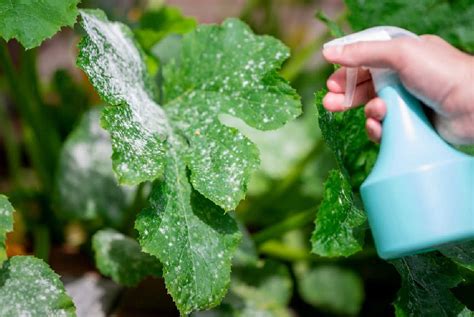 How To Treat Powdery Mildew On Plants - Sunny Home Gardens