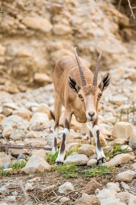 Young Wild Goat (Capra) in Middle East Stock Photo - Image of brown ...