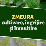 Zmeura: cultivare, îngrijire, înmultire și beneficii - Agricultura