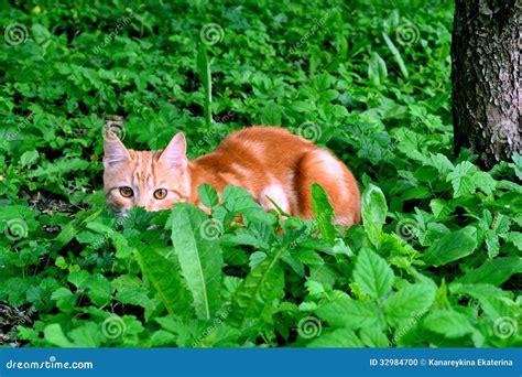 Cat hunting stock photo. Image of hair, staring, looking - 32984700