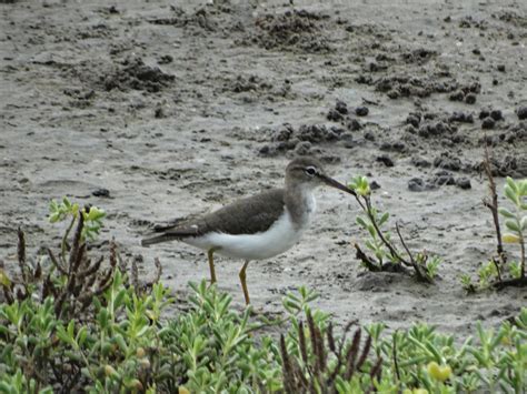 Spotted Sandpiper | Great Bird Pics