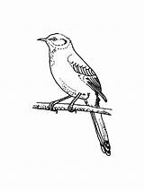 Mockingbird coloring Pages  Free Printable sketch template