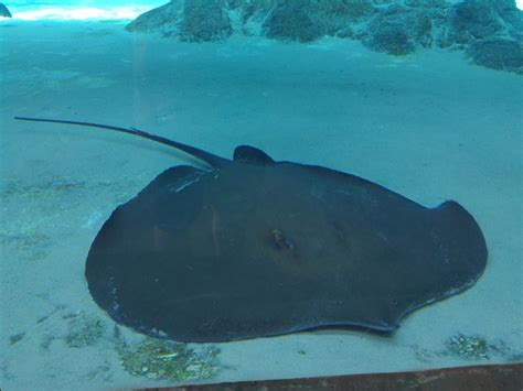 Giant freshwater stingray | All Species Wiki | Fandom