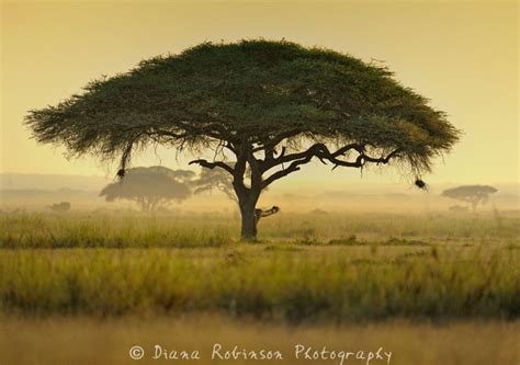 Umbrella Thorn Acacia at Sunrise | African tree, Acacia tree, Unique trees