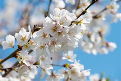 White Cherry Blossom Tree · Free Stock Photo