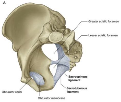 Greater Sciatic Foramen