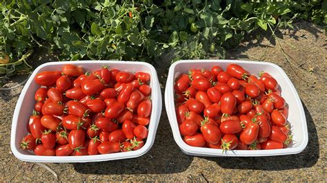 First Roma tomato harvest (46.5 lbs) : r/gardening