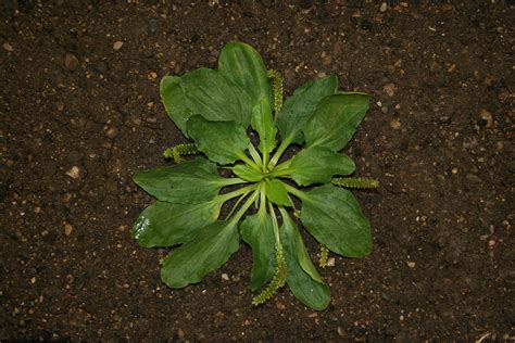 Plantain Weed Identification