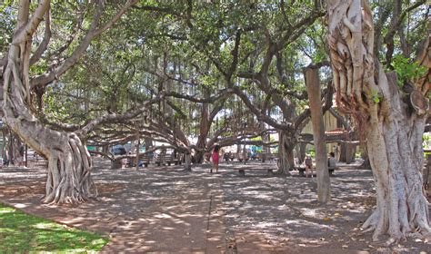 Banyan Tree auf Lahaina / Maui. Foto & Bild | north america, united states, hawaii Bilder auf ...