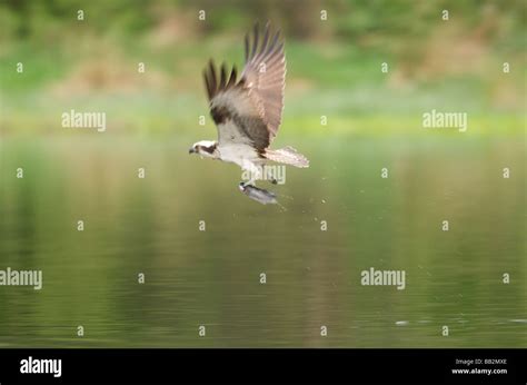 osprey catching fish Stock Photo - Alamy