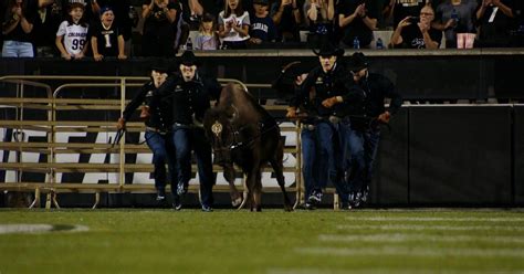 Colorado Voices | Handling Ralphie, the buffalo | PBS