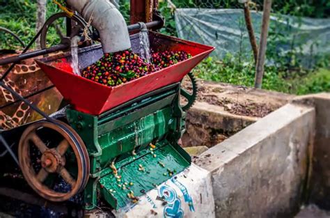 How is Coffee Harvested? A Complete Guide - Craft Coffee Guru