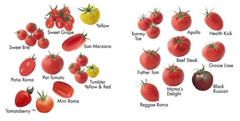 Tomato, Types of tomatoes, Types of potatoes