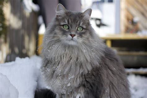 Siberian Cat Personality and Behavior - PetTime