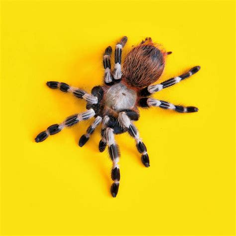 Spider Spirit Animal, Dreams and Symbolism | Your Spirit Animal